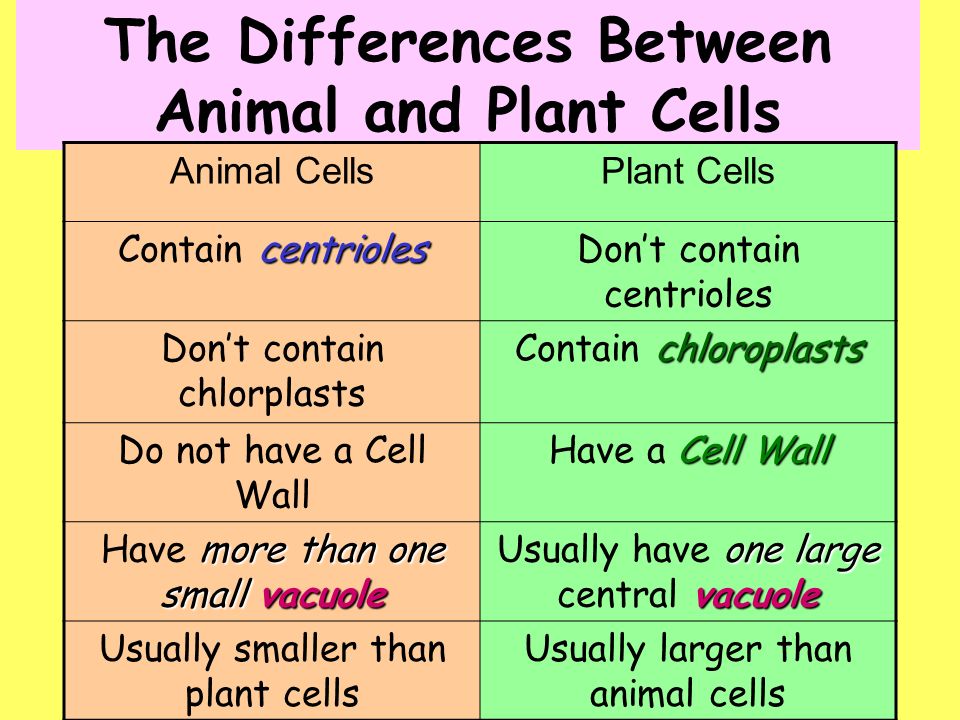 What Are the Three Main Differences Between a Plant Cell and an Animal Cell?